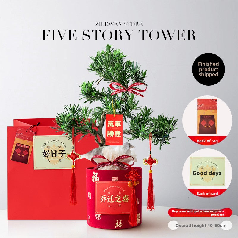 Five-Layer Pagoda Pine Bonsai with Ceramic Pot