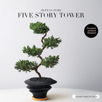 Five-Layer Pagoda Pine Bonsai with Ceramic Pot