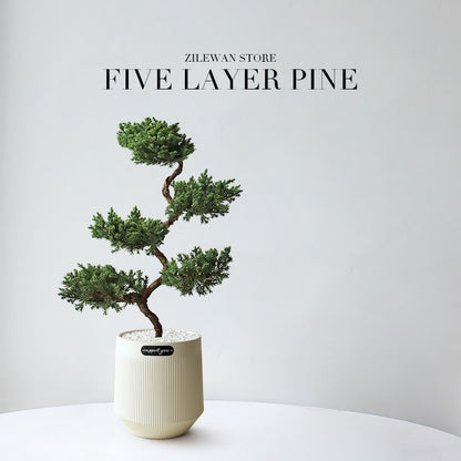 Five-Layer Pagoda Pine Bonsai with Ceramic Pot