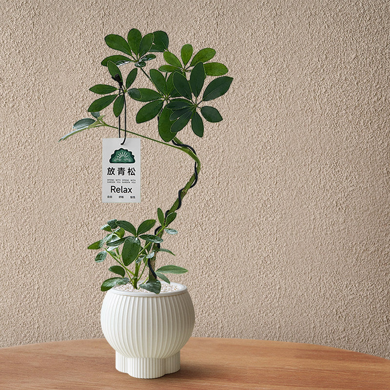 Stylized Schefflera Potted Plant for Indoor Decoration