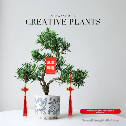 Five-Layer Pagoda Pine Bonsai with Ceramic Pot