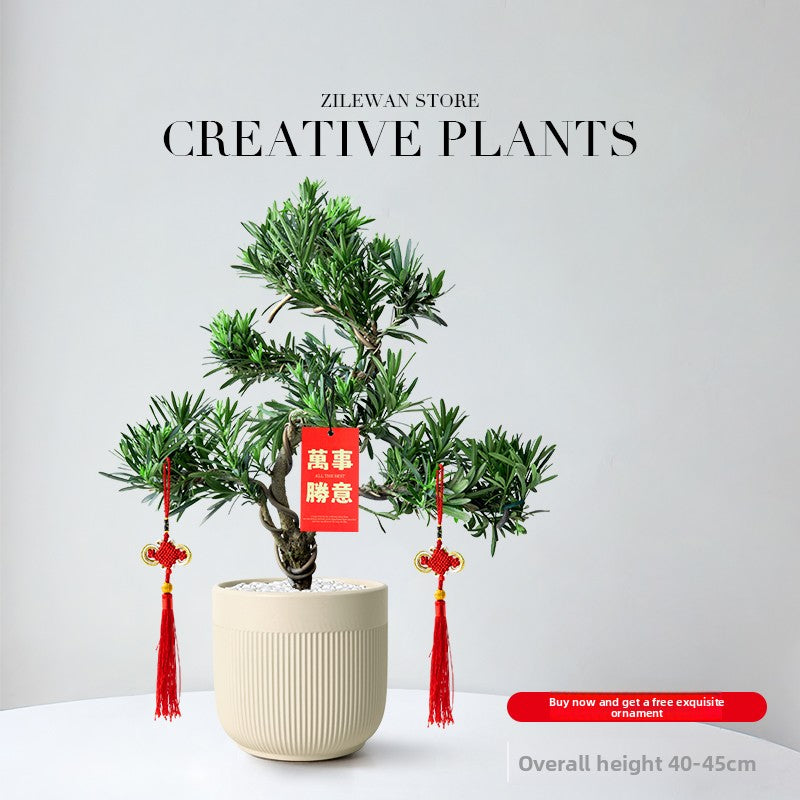 Five-Layer Pagoda Pine Bonsai with Ceramic Pot