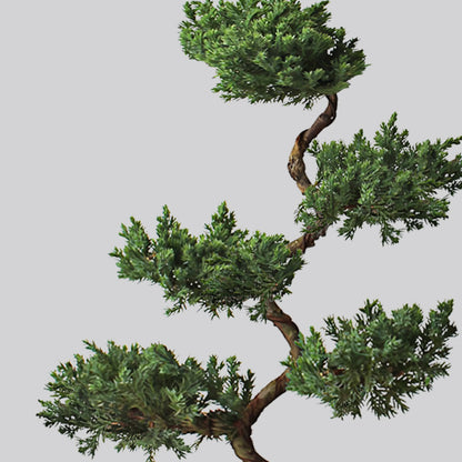 Five-Layer Pagoda Pine Bonsai with Ceramic Pot