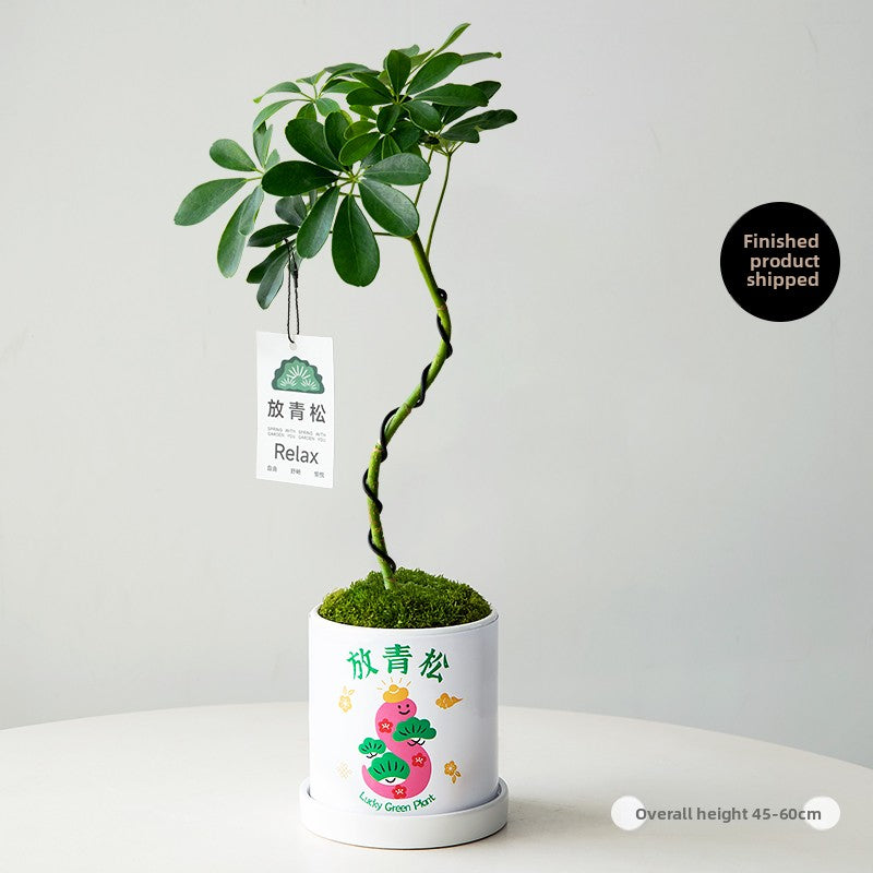 Stylized Schefflera Potted Plant for Indoor Decoration