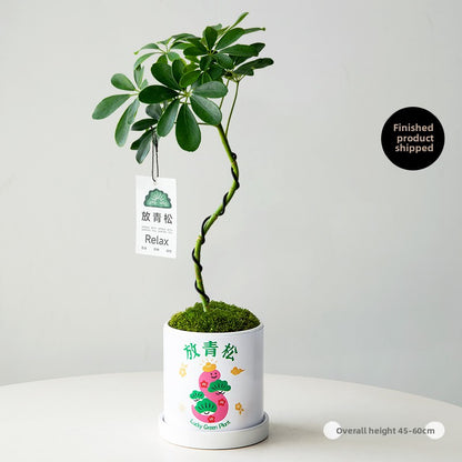 Stylized Schefflera Potted Plant for Indoor Decoration