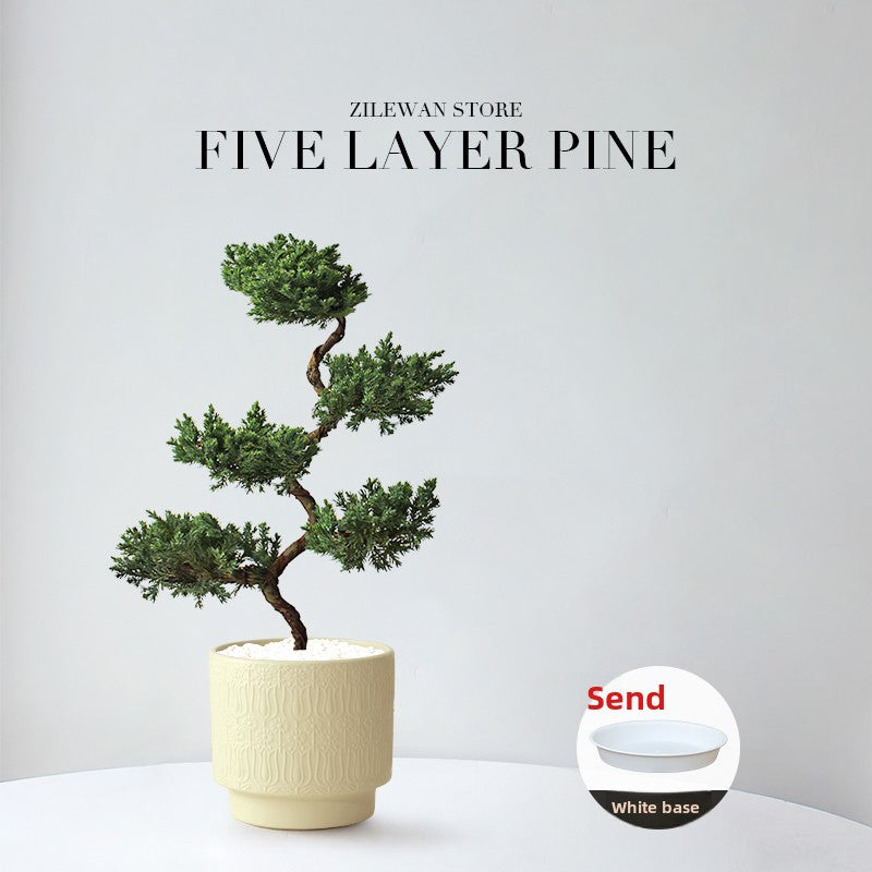 Five-Layer Pagoda Pine Bonsai with Ceramic Pot