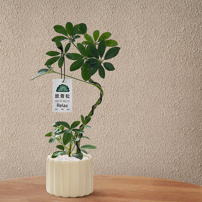Stylized Schefflera Potted Plant for Indoor Decoration