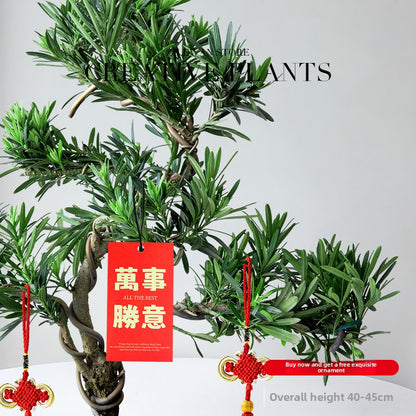 Five-Layer Pagoda Pine Bonsai with Ceramic Pot