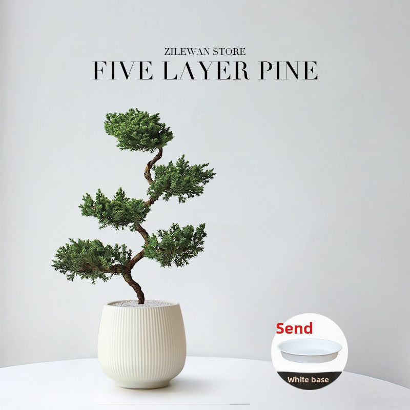 Five-Layer Pagoda Pine Bonsai with Ceramic Pot