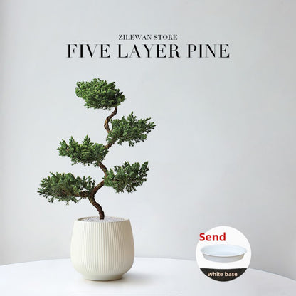 Five-Layer Pagoda Pine Bonsai with Ceramic Pot