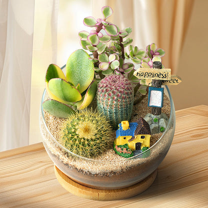 DIY Succulent Plant Set