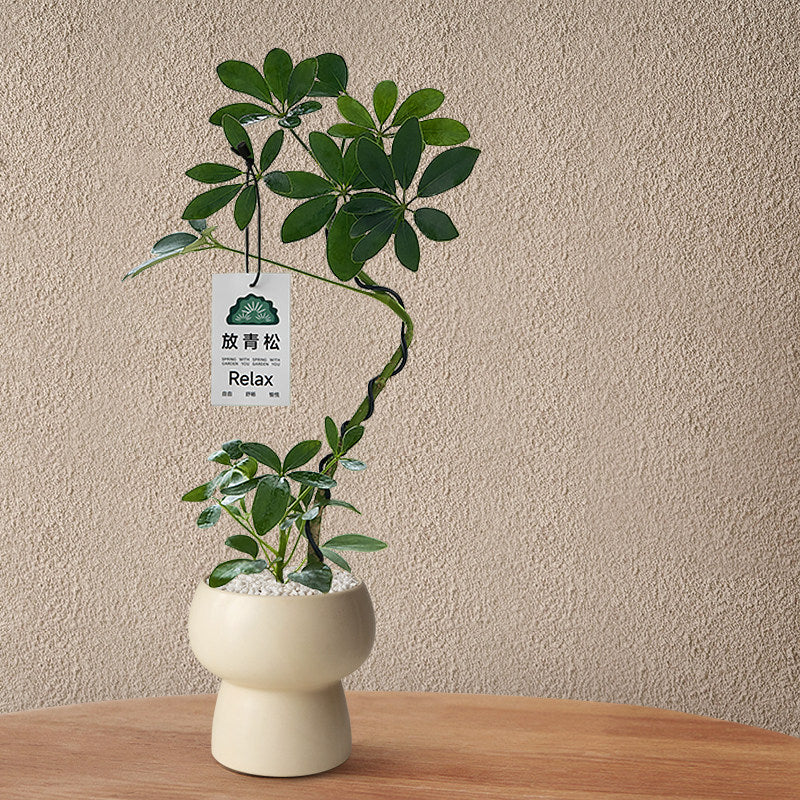 Stylized Schefflera Potted Plant for Indoor Decoration