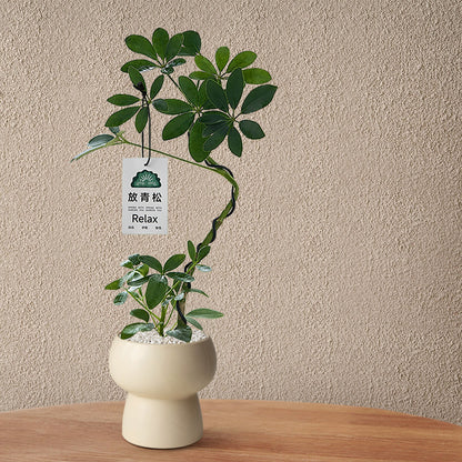 Stylized Schefflera Potted Plant for Indoor Decoration