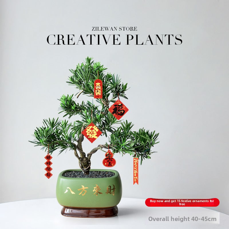 Five-Layer Pagoda Pine Bonsai with Ceramic Pot