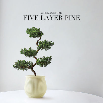 Five-Layer Pagoda Pine Bonsai with Ceramic Pot