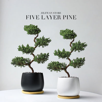 Five-Layer Pagoda Pine Bonsai with Ceramic Pot