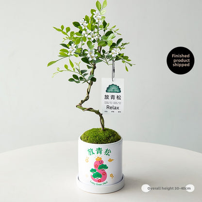 Stylized Schefflera Potted Plant for Indoor Decoration