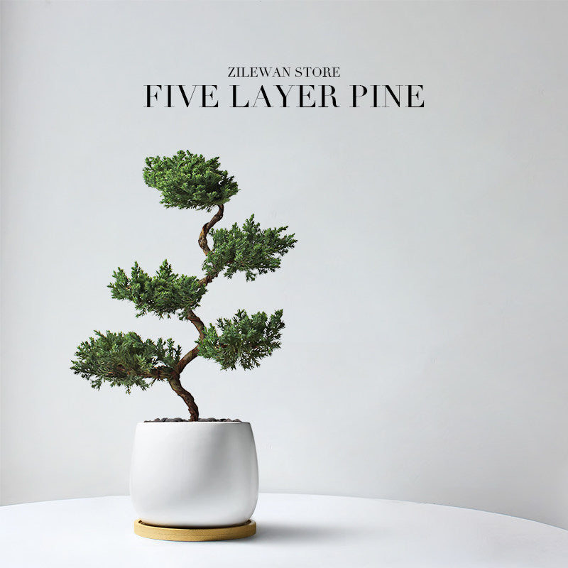 Five-Layer Pagoda Pine Bonsai with Ceramic Pot