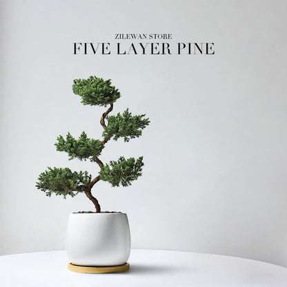 Five-Layer Pagoda Pine Bonsai with Ceramic Pot