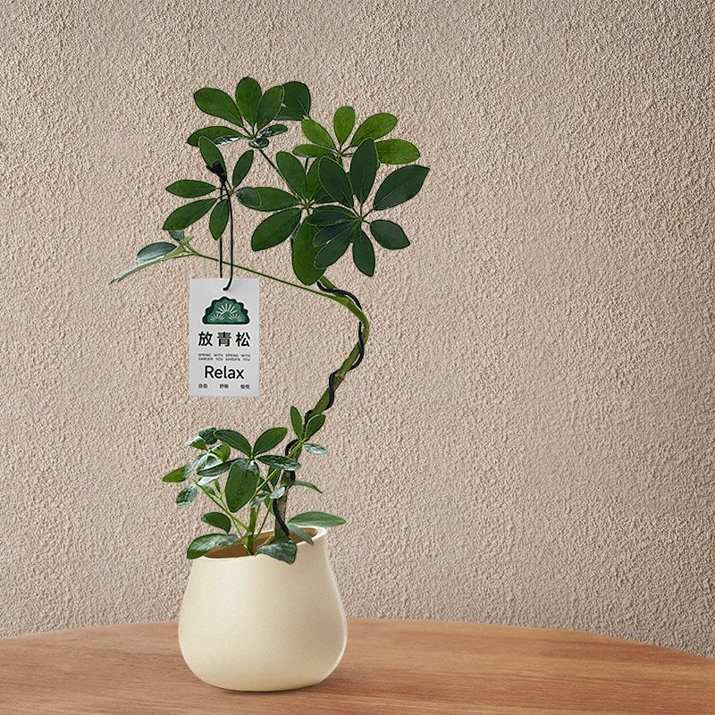 Stylized Schefflera Potted Plant for Indoor Decoration