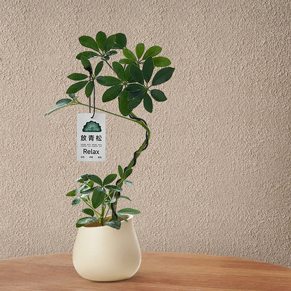 Stylized Schefflera Potted Plant for Indoor Decoration