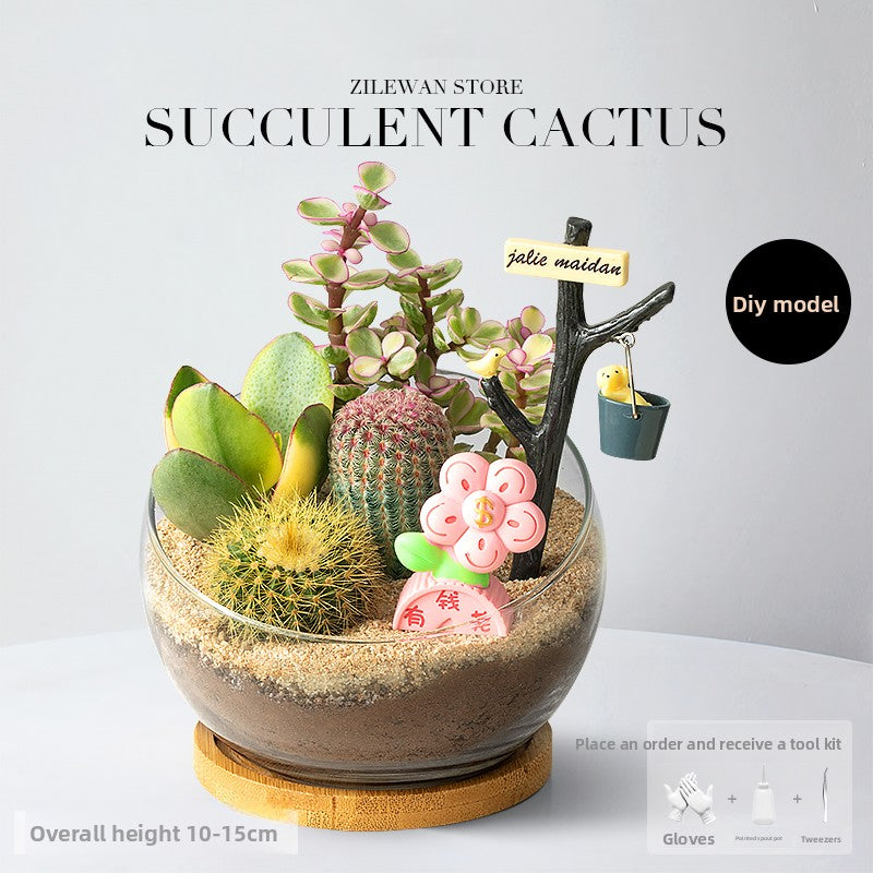 DIY Succulent Plant Set