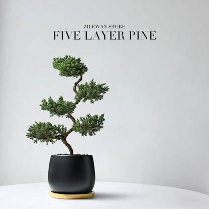 Five-Layer Pagoda Pine Bonsai with Ceramic Pot
