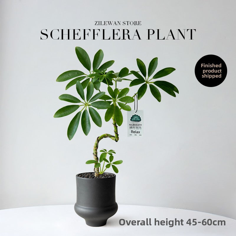 Stylized Schefflera Potted Plant for Indoor Decoration