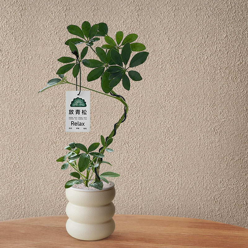 Stylized Schefflera Potted Plant for Indoor Decoration