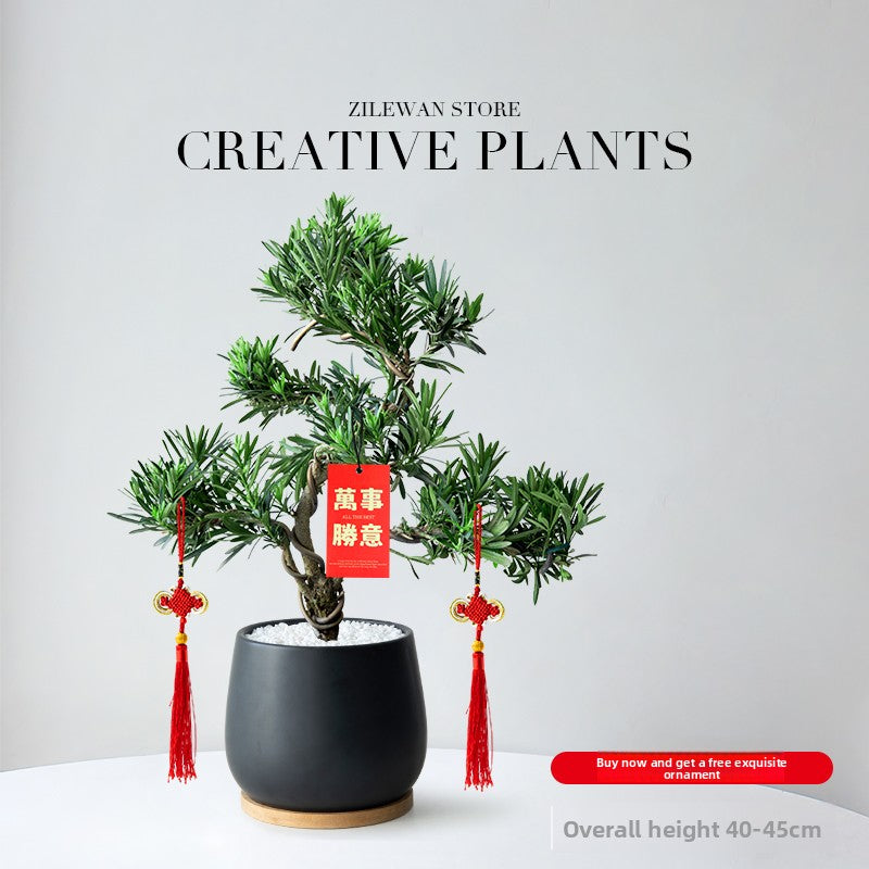 Five-Layer Pagoda Pine Bonsai with Ceramic Pot