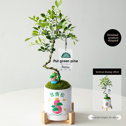 Stylized Schefflera Potted Plant for Indoor Decoration