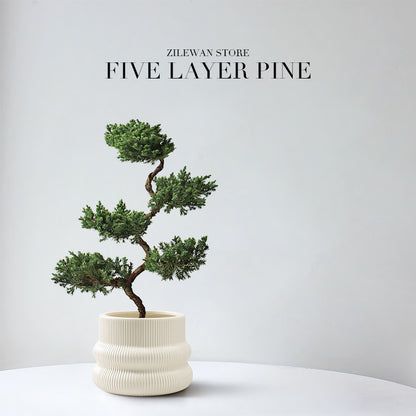 Five-Layer Pagoda Pine Bonsai with Ceramic Pot