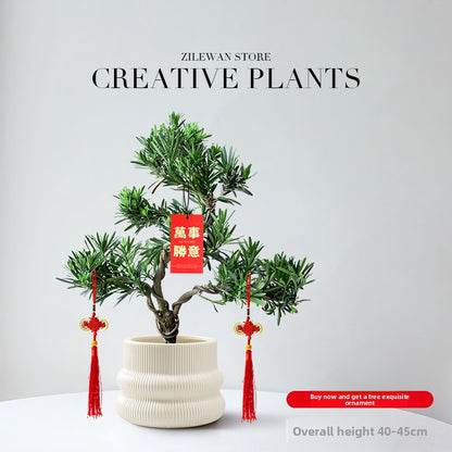 Five-Layer Pagoda Pine Bonsai with Ceramic Pot