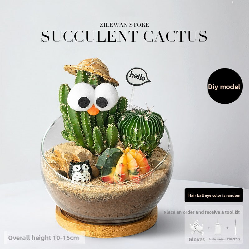 DIY Succulent Plant Set