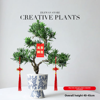 Five-Layer Pagoda Pine Bonsai with Ceramic Pot