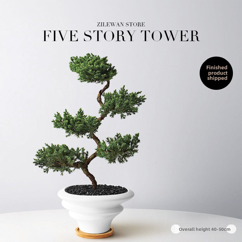 Five-Layer Pagoda Pine Bonsai with Ceramic Pot