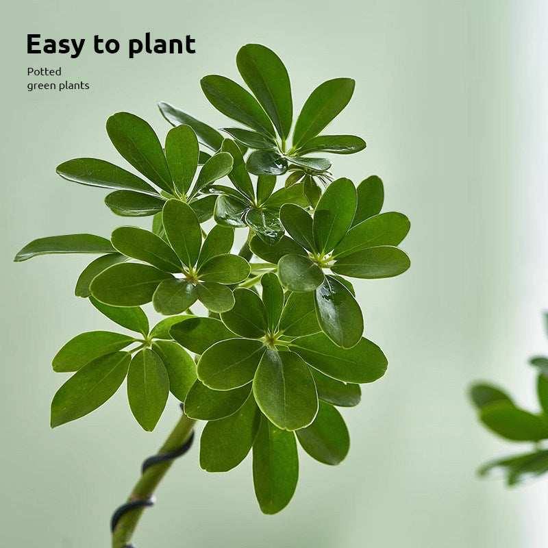 Stylized Schefflera Potted Plant for Indoor Decoration