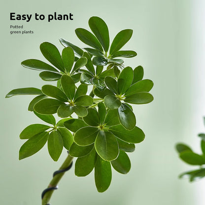 Stylized Schefflera Potted Plant for Indoor Decoration