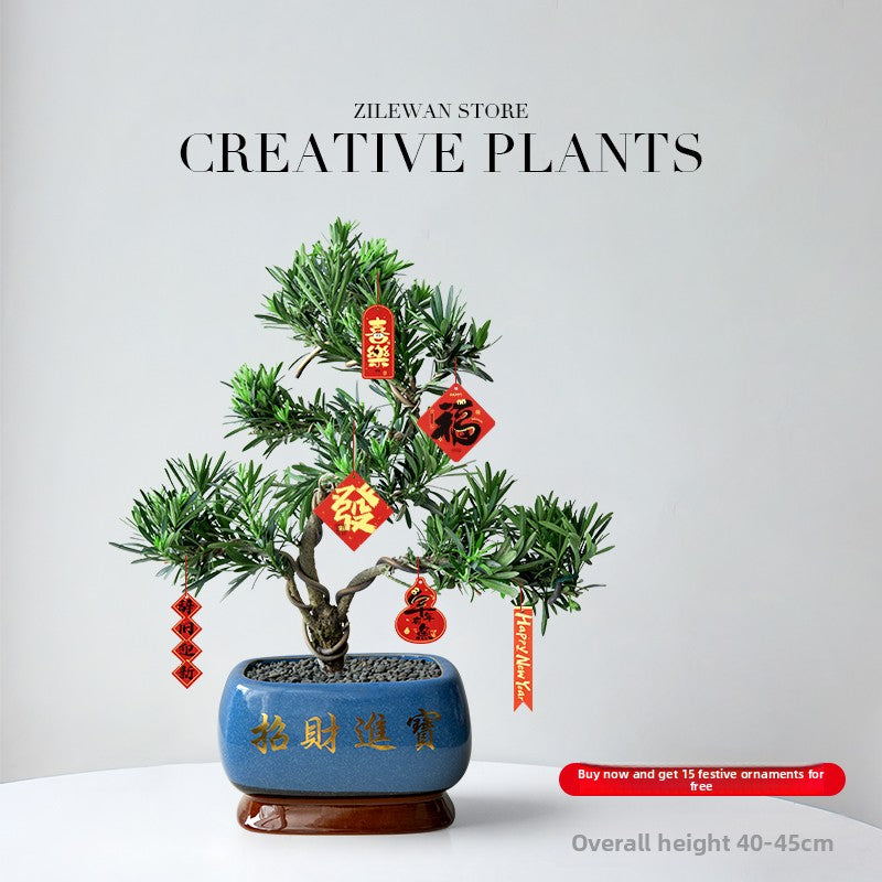Five-Layer Pagoda Pine Bonsai with Ceramic Pot