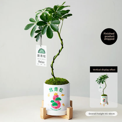 Stylized Schefflera Potted Plant for Indoor Decoration