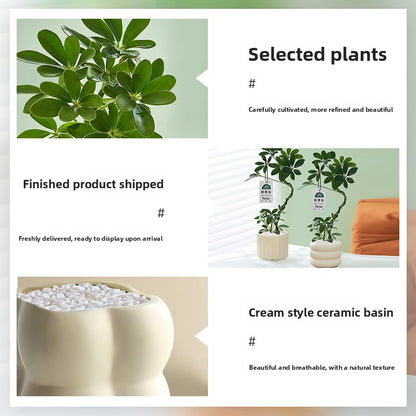 Stylized Schefflera Potted Plant for Indoor Decoration