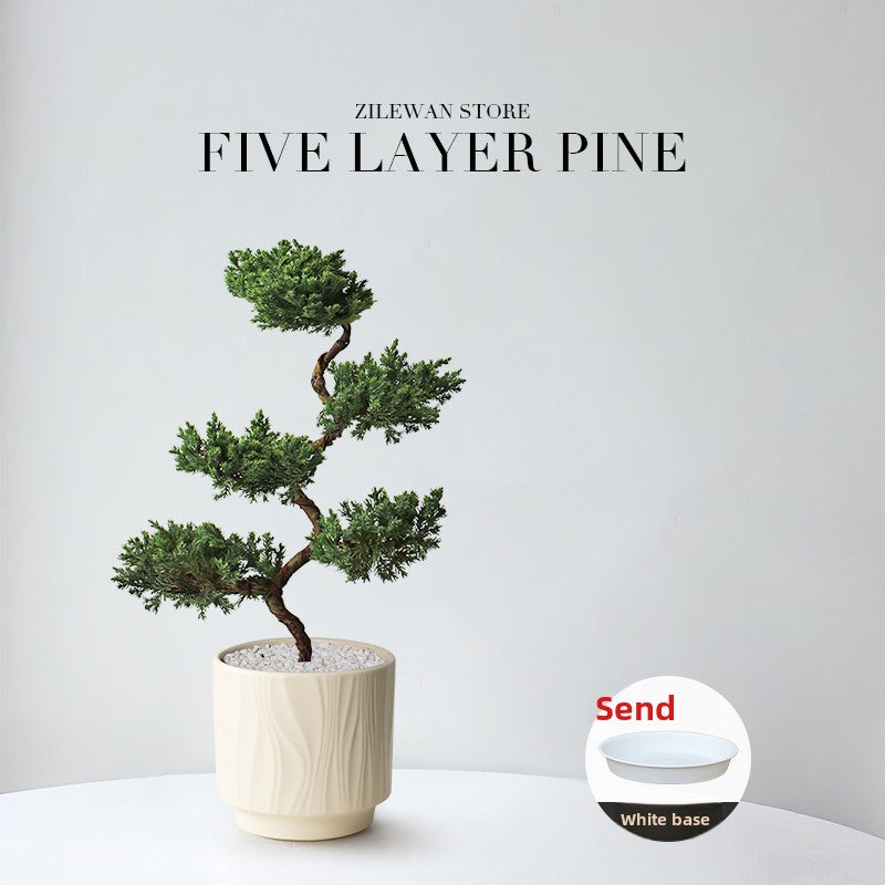 Five-Layer Pagoda Pine Bonsai with Ceramic Pot