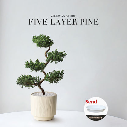 Five-Layer Pagoda Pine Bonsai with Ceramic Pot