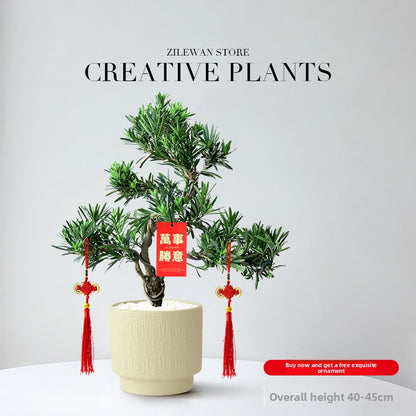 Five-Layer Pagoda Pine Bonsai with Ceramic Pot
