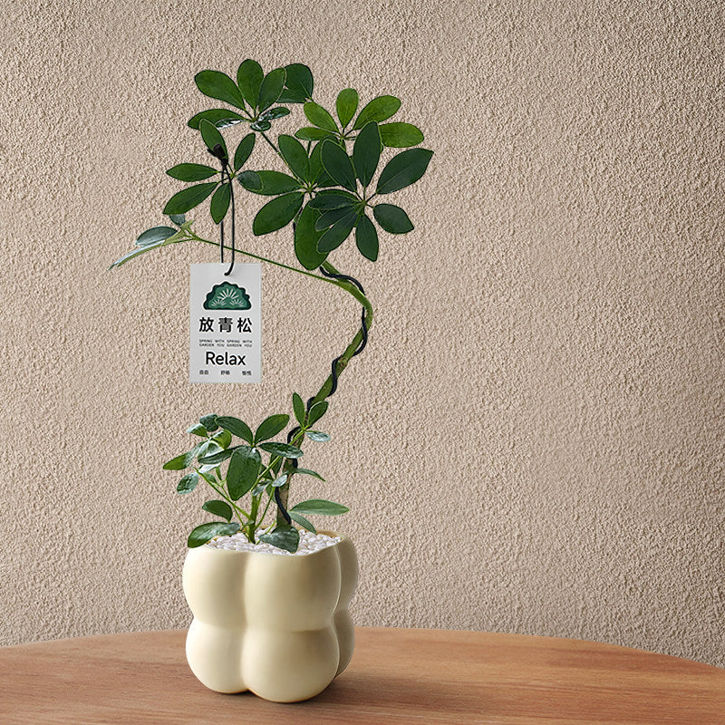 Stylized Schefflera Potted Plant for Indoor Decoration