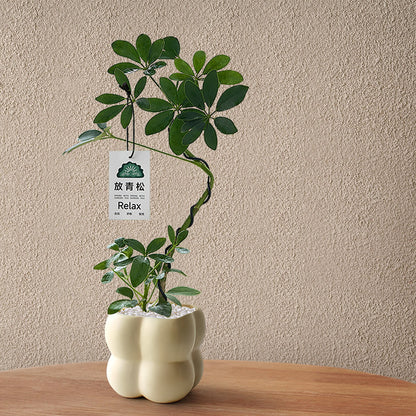 Stylized Schefflera Potted Plant for Indoor Decoration