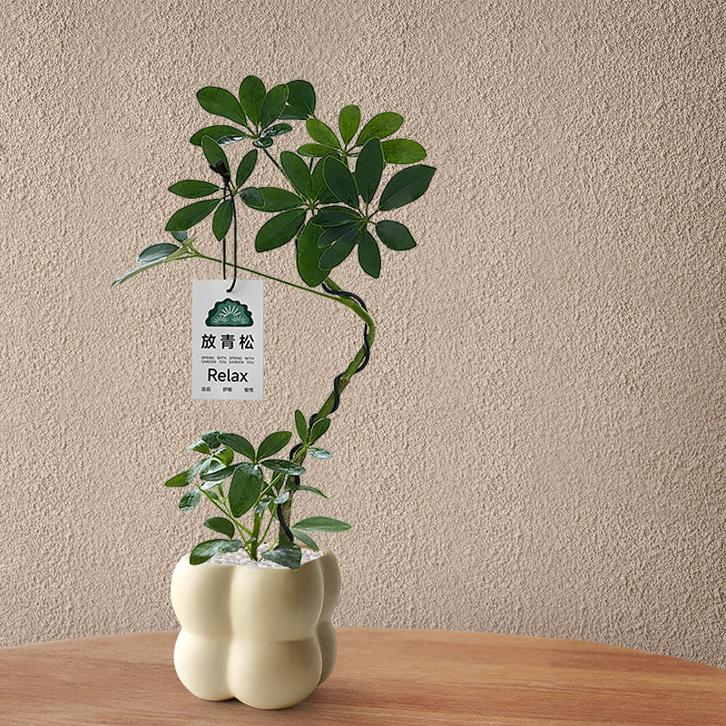 Stylized Schefflera Potted Plant for Indoor Decoration