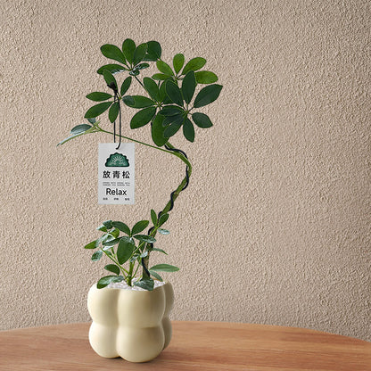 Stylized Schefflera Potted Plant for Indoor Decoration