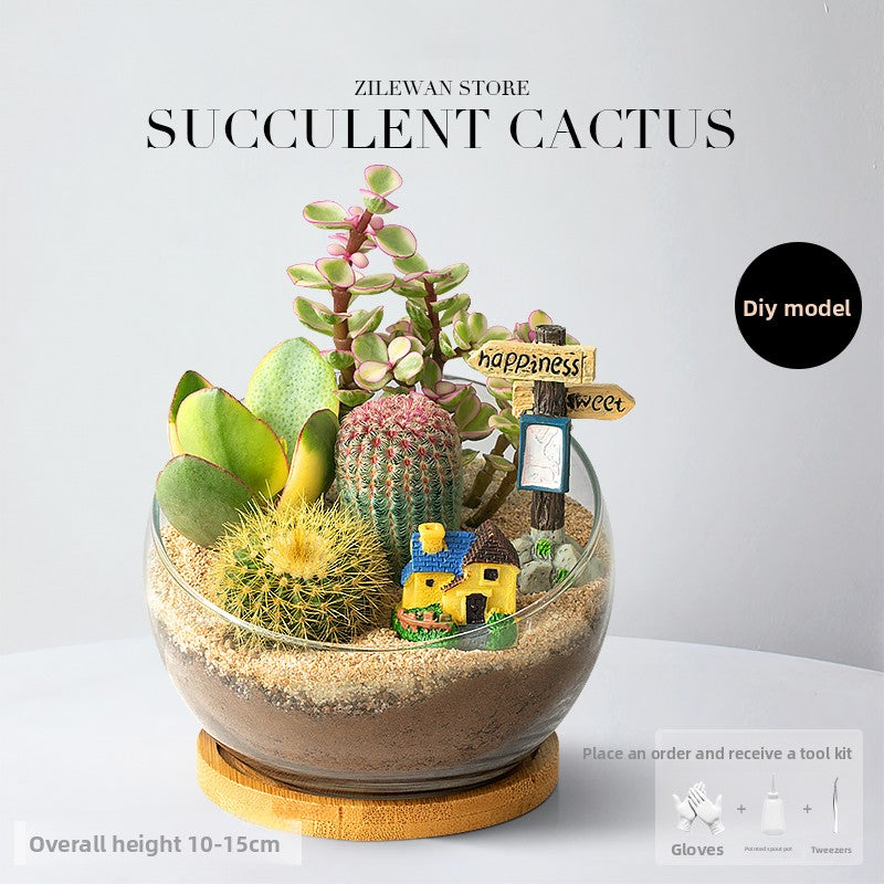 DIY Succulent Plant Set