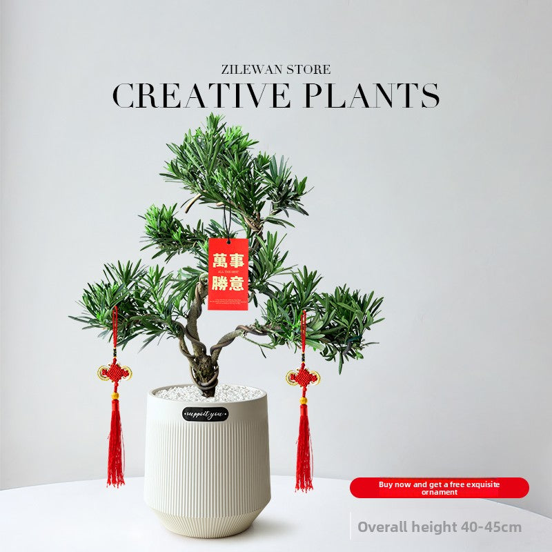 Five-Layer Pagoda Pine Bonsai with Ceramic Pot